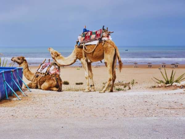 Taxi from Essaouira Airport to Sidi Kaouki