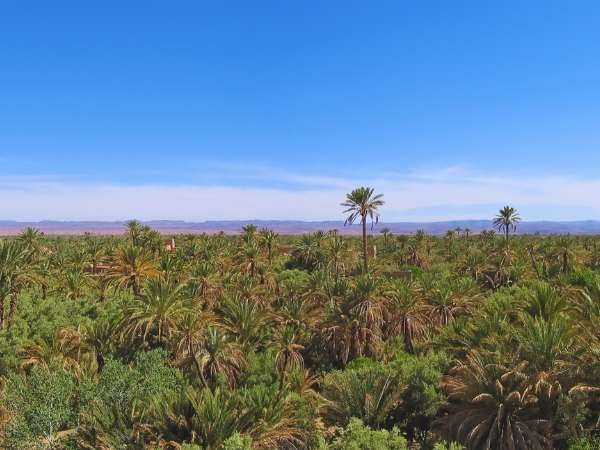 Taxi from Ouarzazate Airport to Skoura