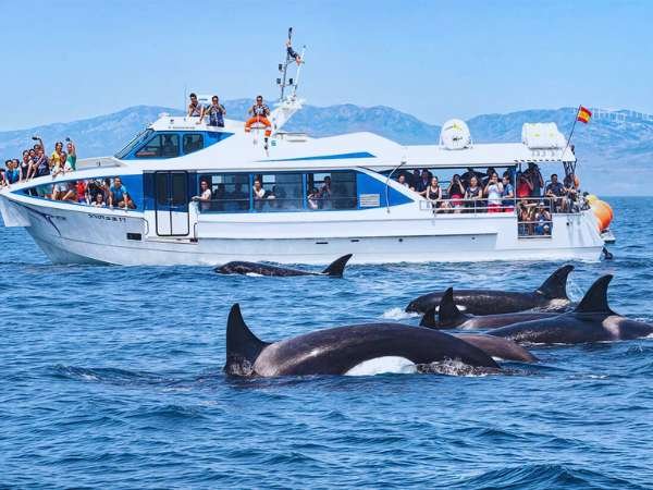 Whale & Dolphin Watching Tours